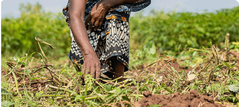 TIST afforestation project in Uganda