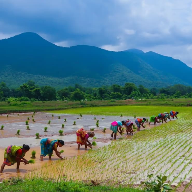 Farmers working rice fields in India with Carboneers