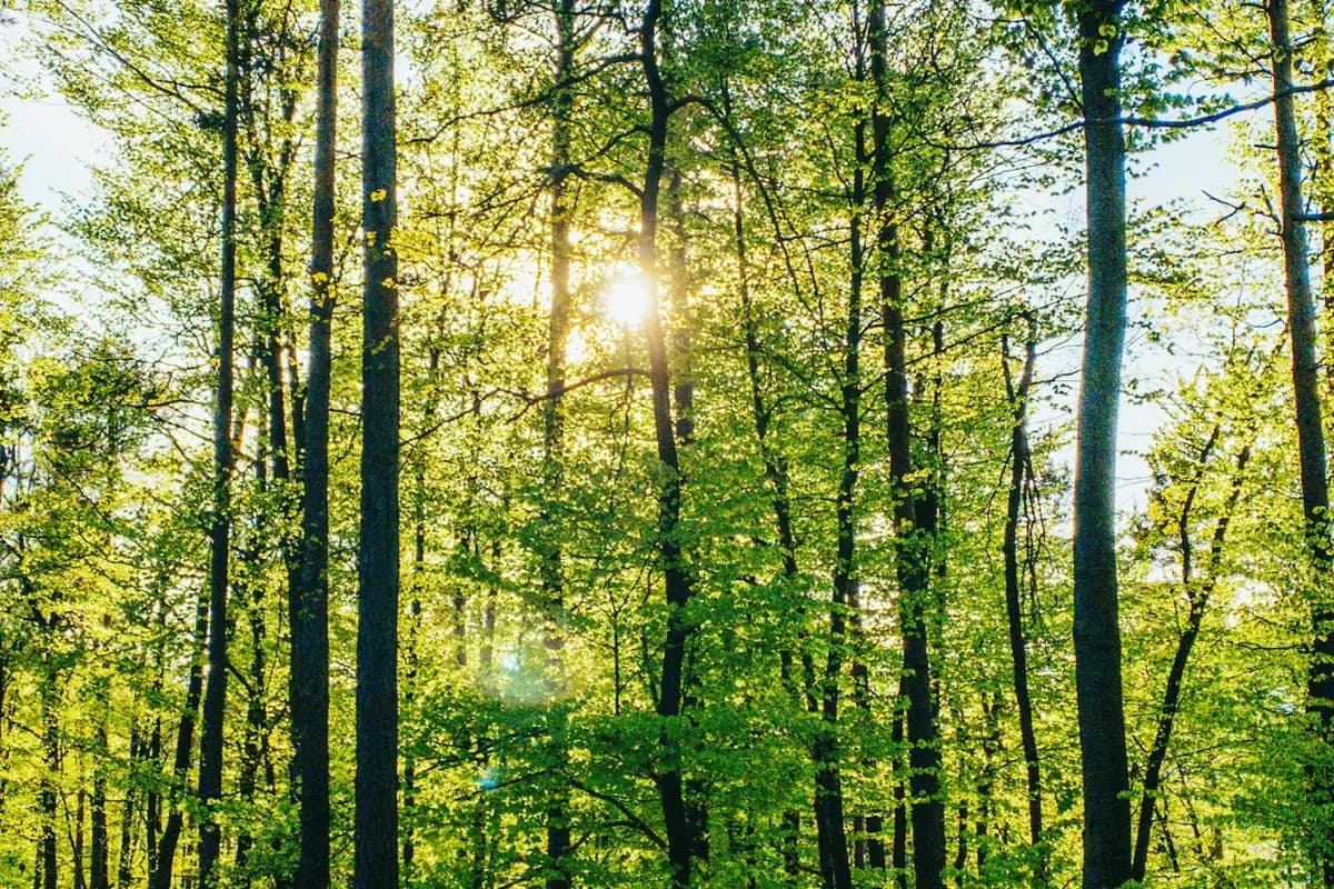 Sonnenlicht bricht durch einen hohen grünen Laubwald