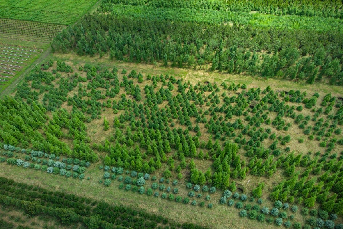 Neuer Wald wächst auf renaturierter Fläche