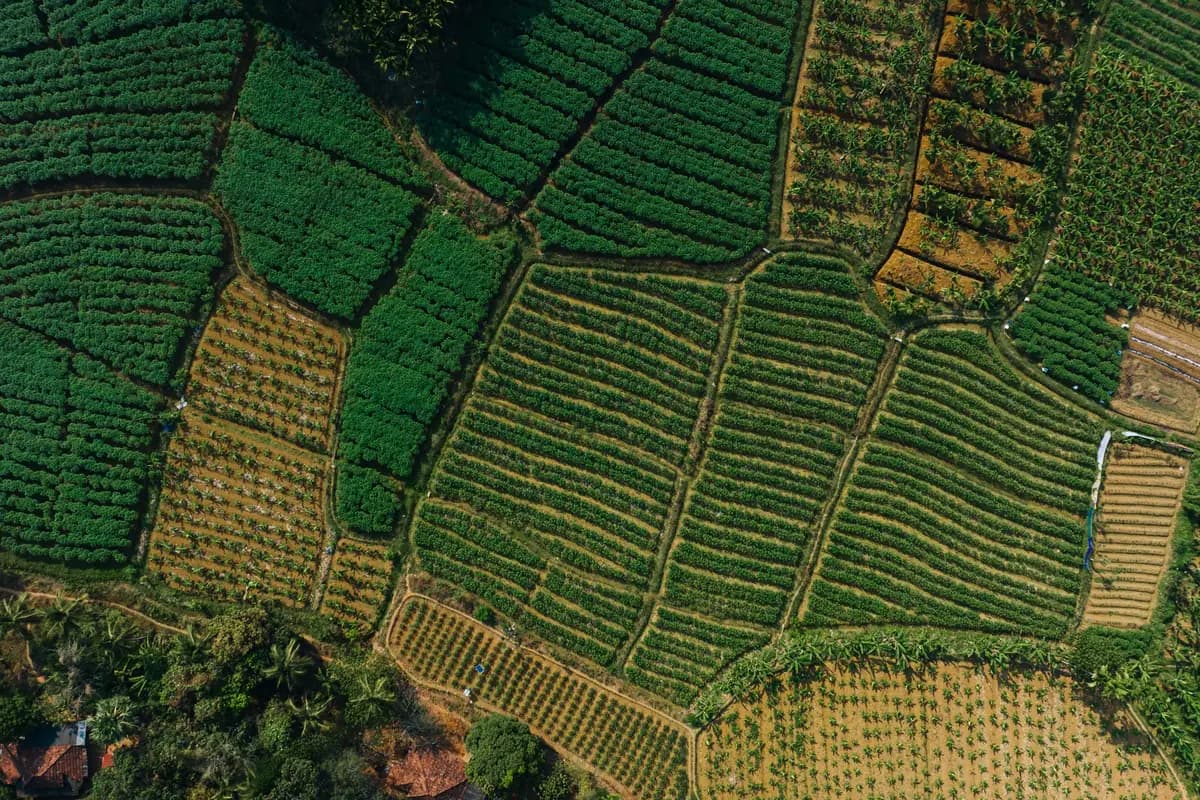 Aerial view of mixed crop plots on a tropical plantation