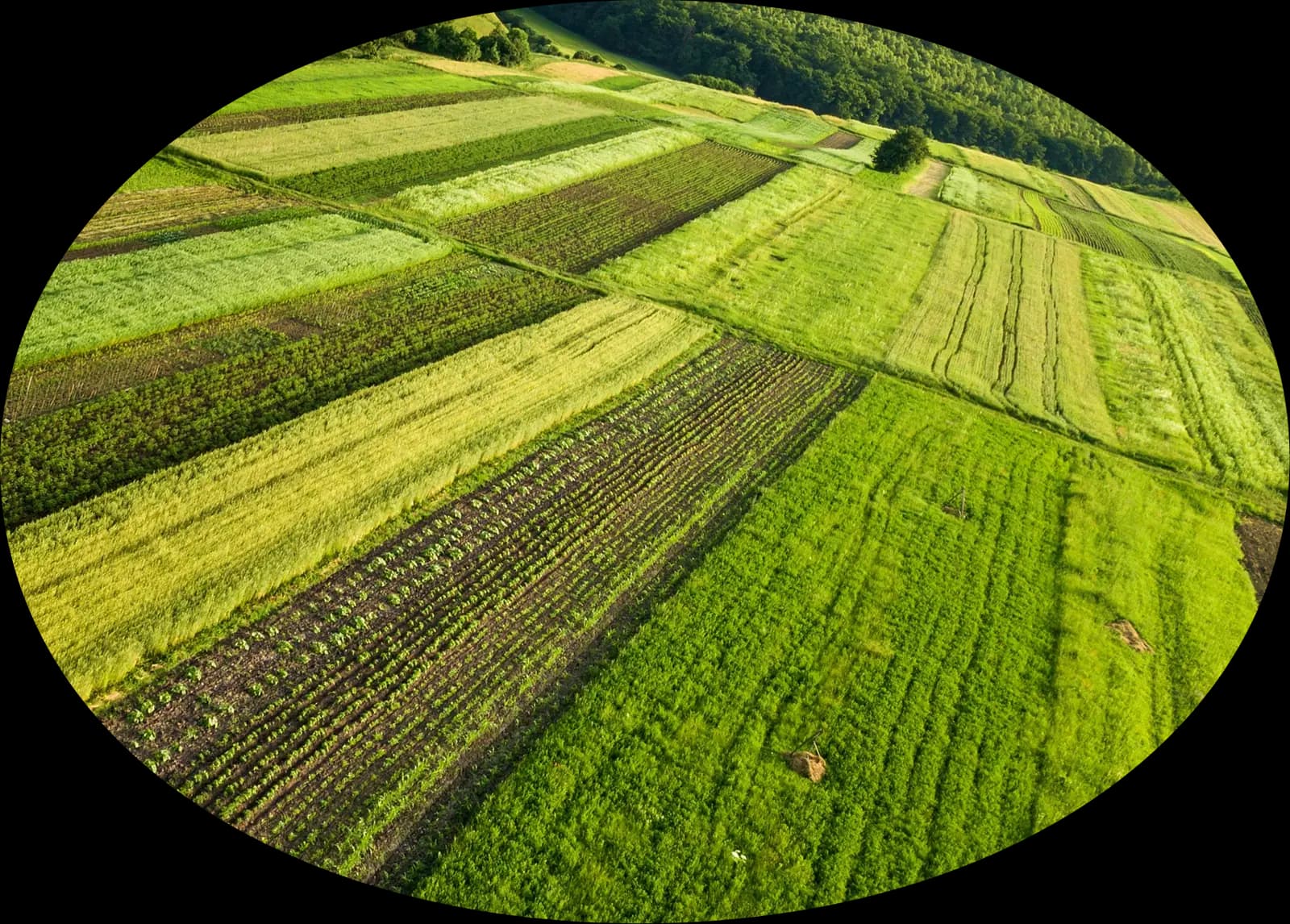 Aerial view of mixed crop fields across rolling green hills