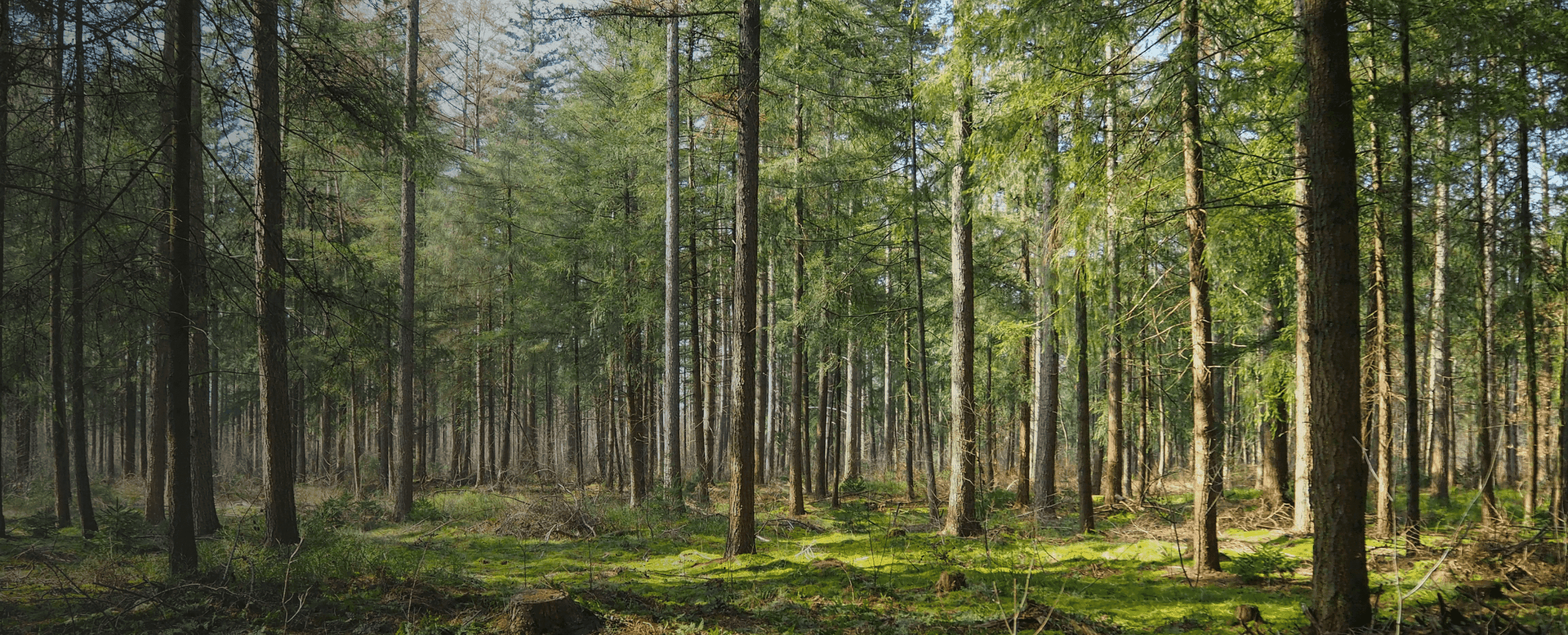 A Buyers Guide to Afforestation, Reforestation & Revegetation (ARR)