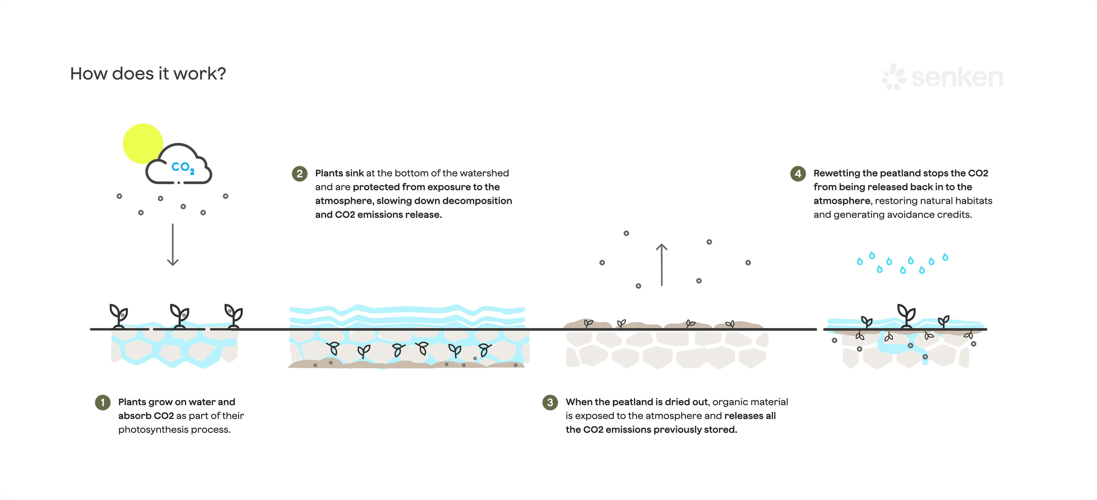 Cross-section of drained and rewetted peatland showing blocked drainage ditches, peat dams and raised water table for peatland restoration and rewetting