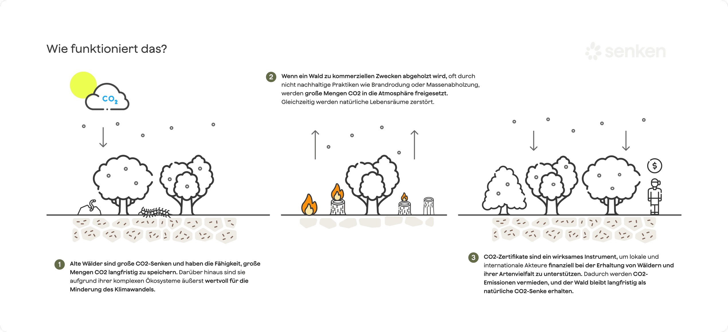 Wie funktionieren REDD+ CO2-Zertifikate