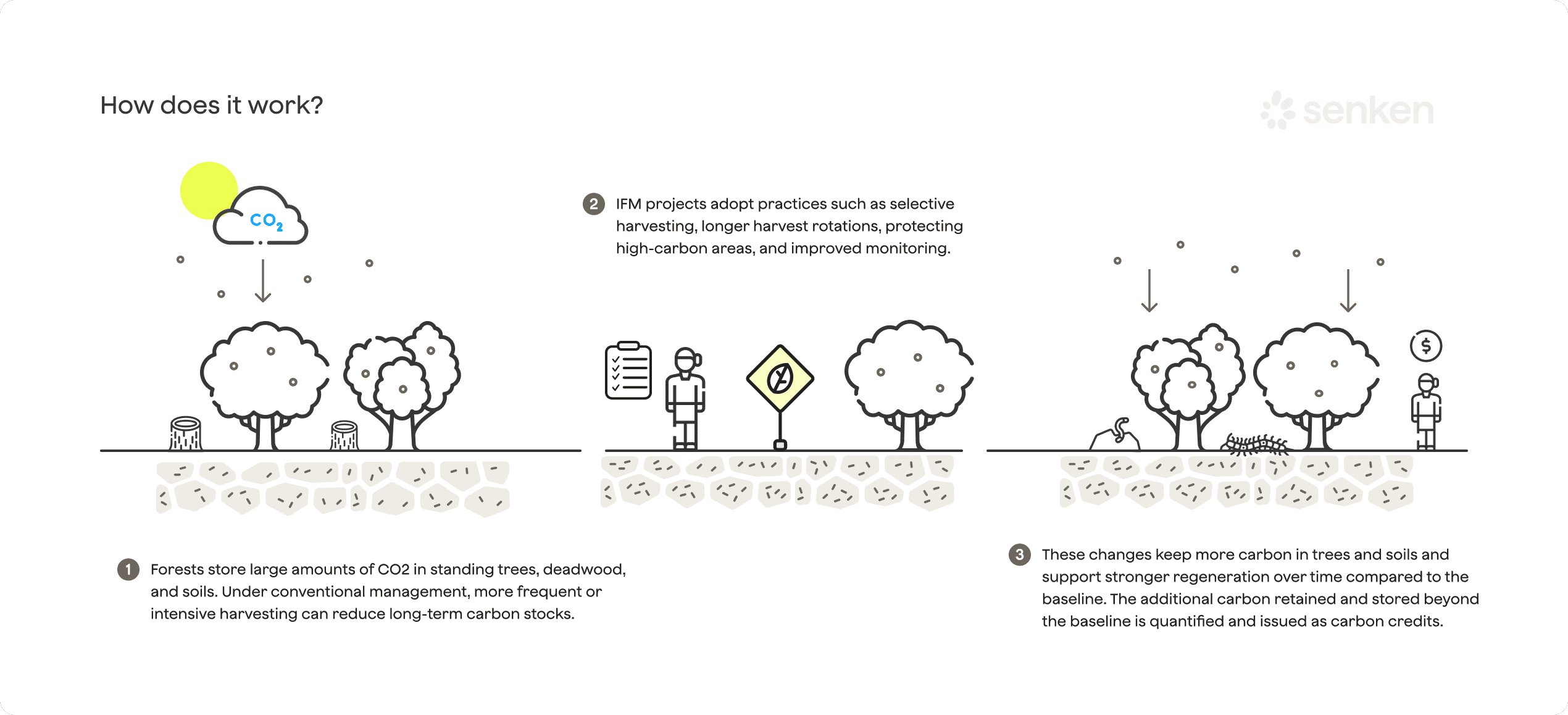 Improved Forest Management process diagram illustrating methods to enhance carbon storage and promote sustainability in forests