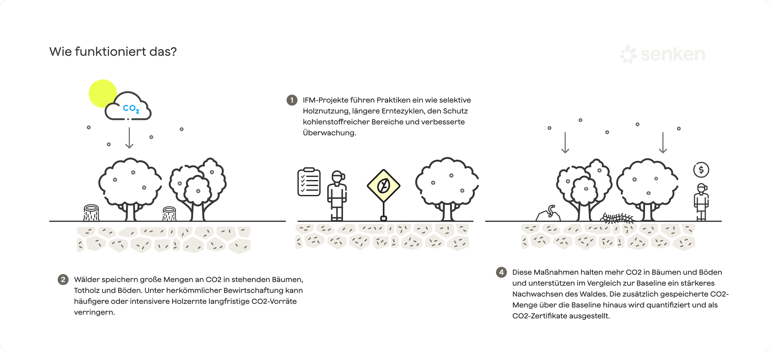 Verbesserte Waldbewirtschaftung zur CO2-Speicherung und Reduzierung der Holzentnahme für Nachhaltigkeit und Klimaschutz