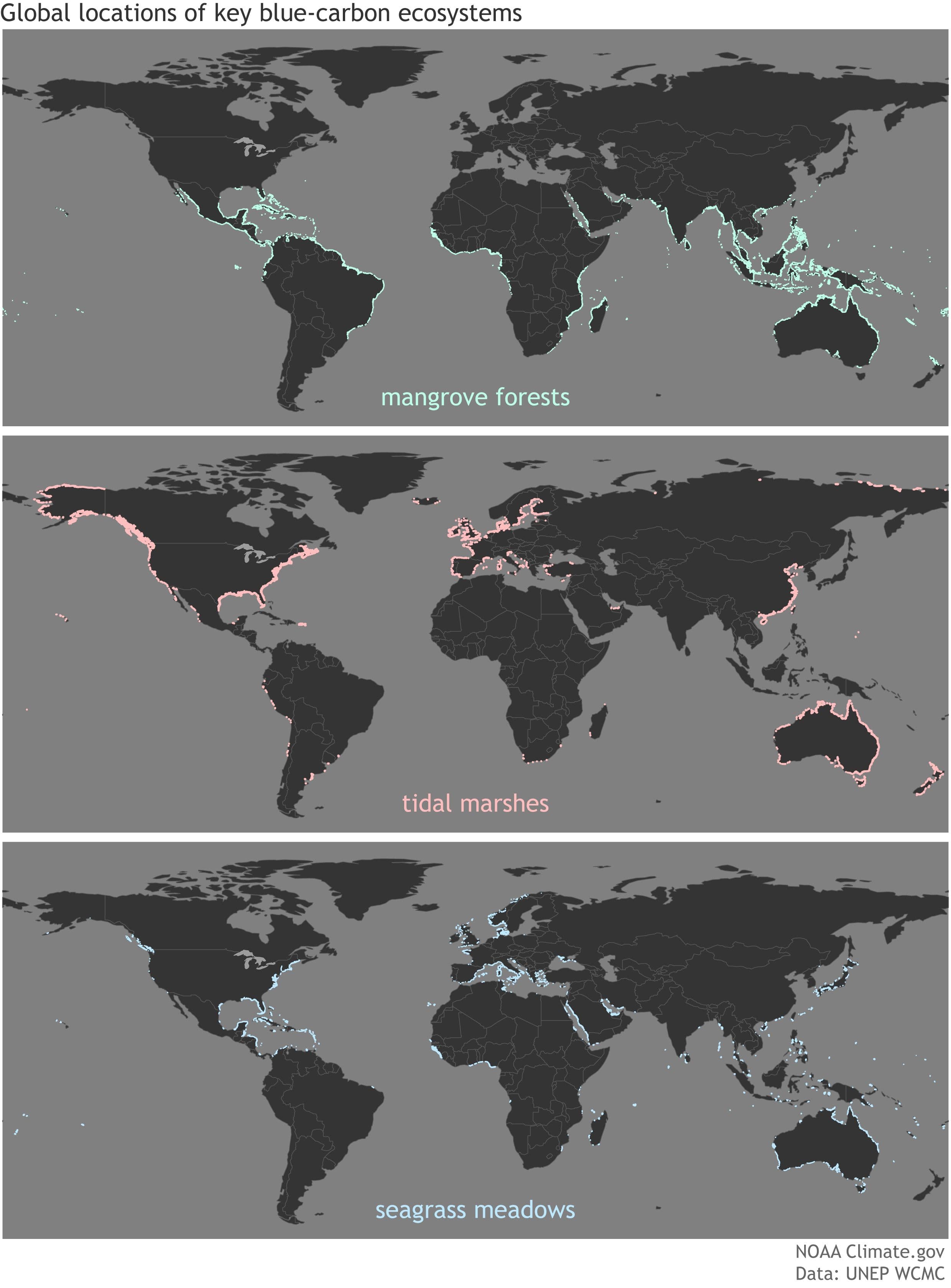 Global Blue Carbon Ecosystems Infographic