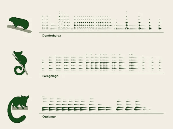 Wie die dMRV-Aufzeichnungen interpretiert werden, um Biodiversität zu erkennen