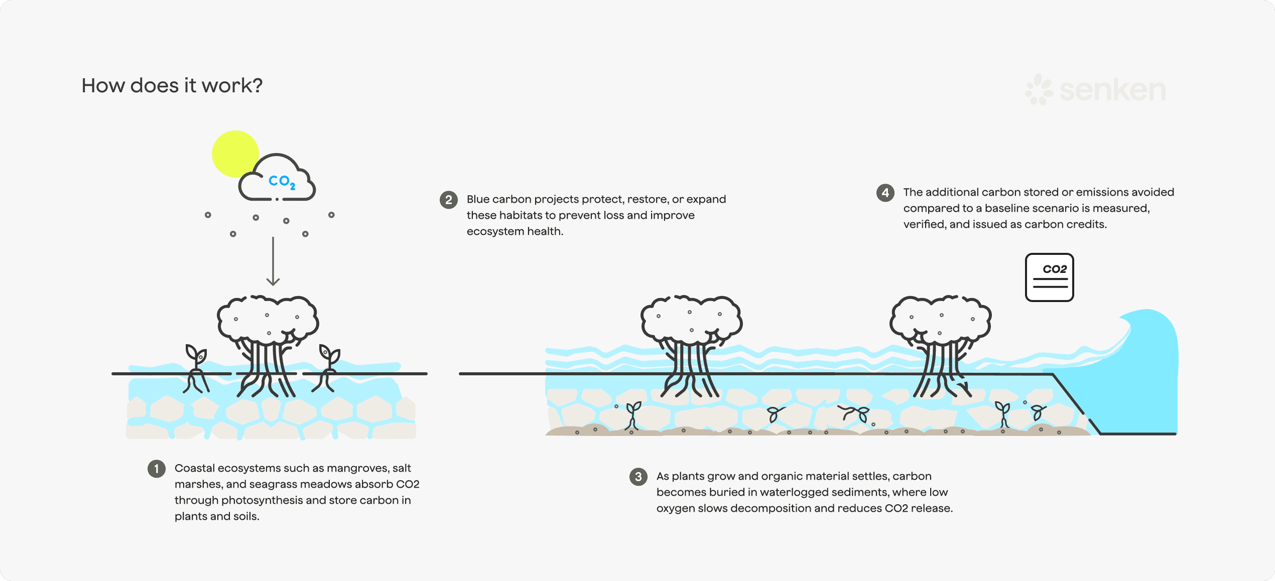 Blue carbon ecosystems process for CO2 absorption and storage in mangroves and salt marshes