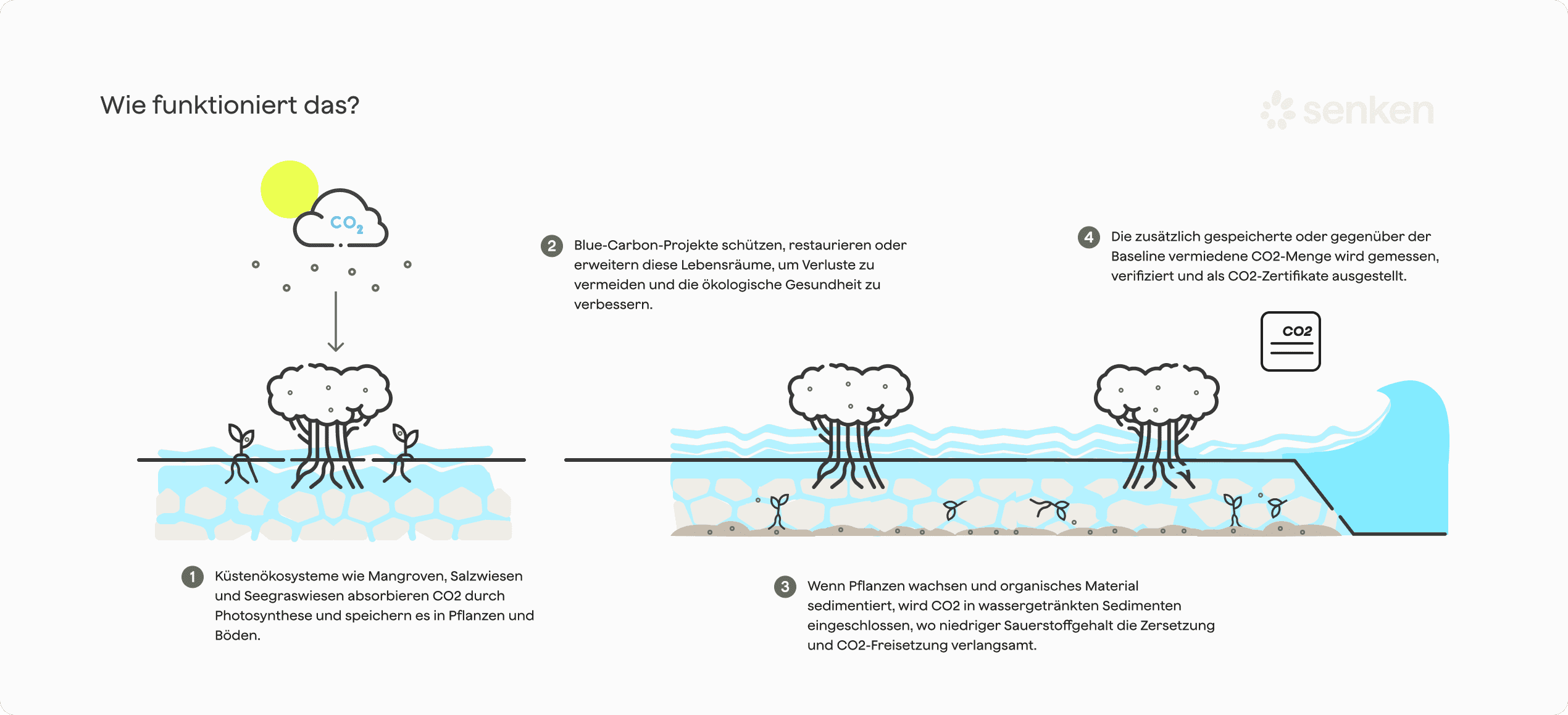 Blue Carbon-Projekte: Mangroven und Seegras zur CO2-Reduzierung und Verbesserung der Bodenqualität