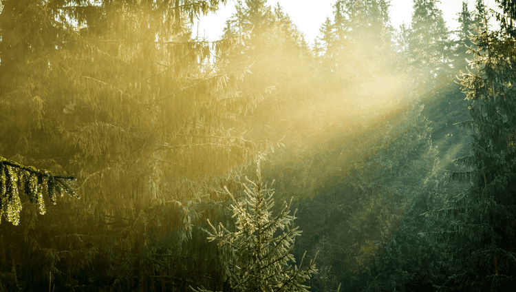Navigating the Voluntary Carbon Market's Issues and Opportunities