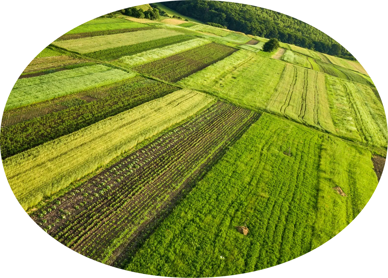 Aerial view of mixed crop fields across rolling green hills